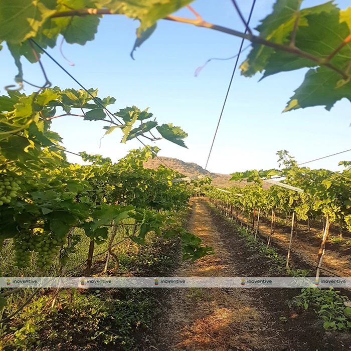 Agrosia Grape Trellis Wire